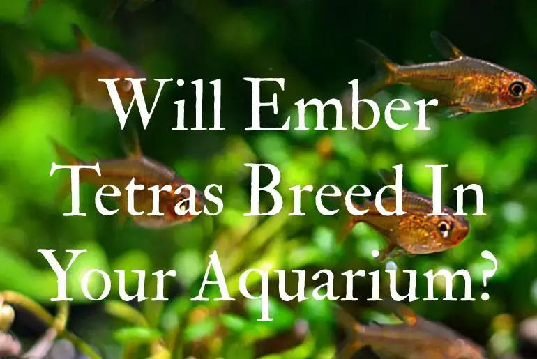 Ember tetra fat and twitchy