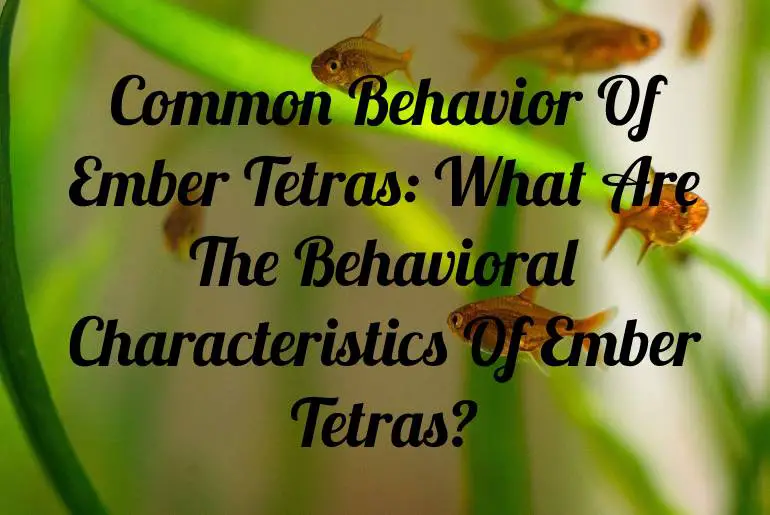 Common Behavior Of Ember Tetras