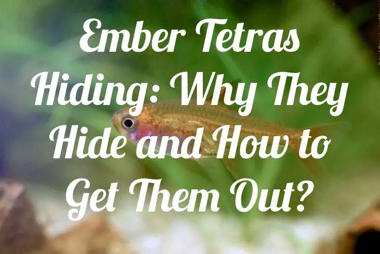 Ember Tetras Hiding: Why They Hide and How to Get Them Out?