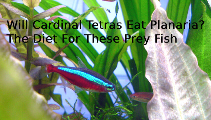 Will Cardinal Tetras Eat Planaria? The Diet For These Prey Fish