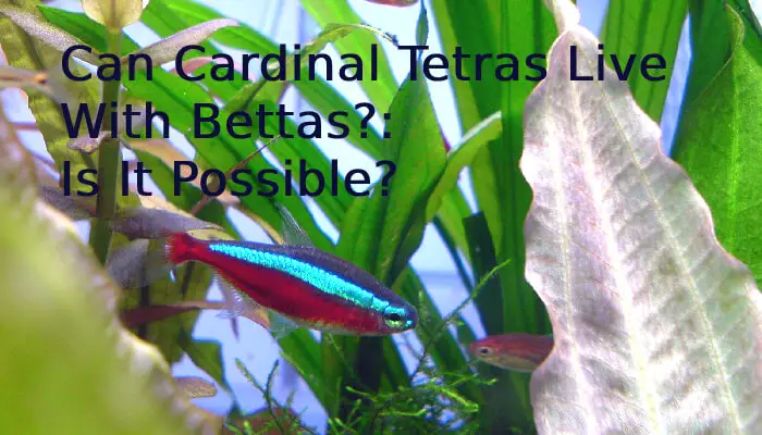 Can Cardinal Tetras Live With Bettas?: Is It Possible?