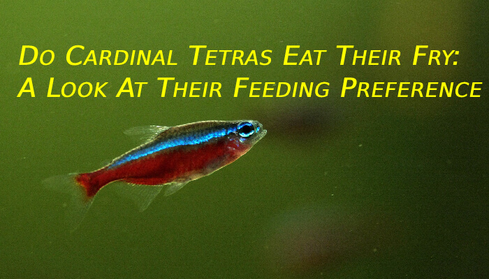 Do Cardinal Tetras Eat Their Fry: A Look At Their Feeding Preference