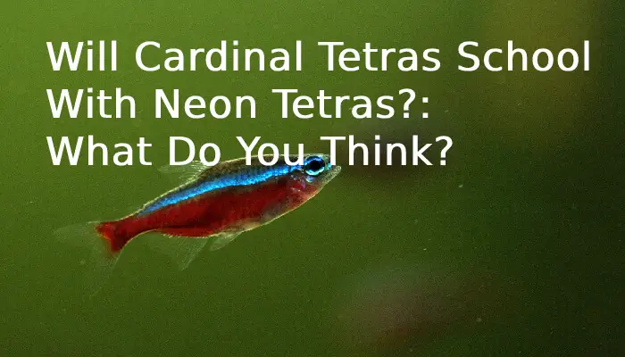 Will Cardinal Tetras School With Neon Tetras?: What Do You Think?