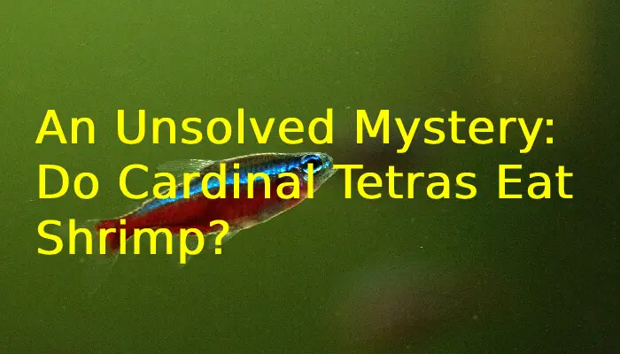 An Unsolved Mystery: Do Cardinal Tetras Eat Shrimp?