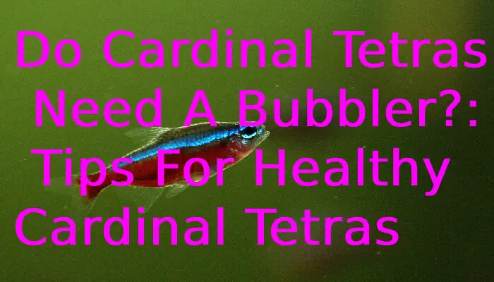 Do Cardinal Tetras Need A Bubbler?: Tips For Healthy Cardinal Tetras