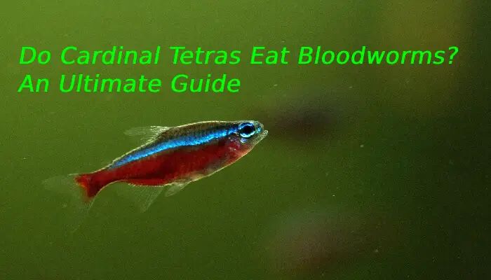 Do Cardinal Tetras Eat Bloodworms? An Ultimate Guide