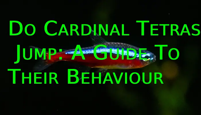 Do Cardinal Tetras Jump: A Guide To Their Behaviour