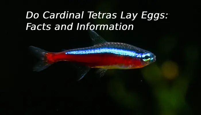 Do Cardinal Tetras Lay Eggs: Facts and Information