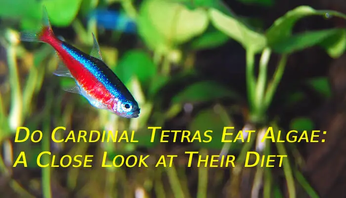 Do Cardinal Tetras Eat Algae: A Close Look at Their Diet