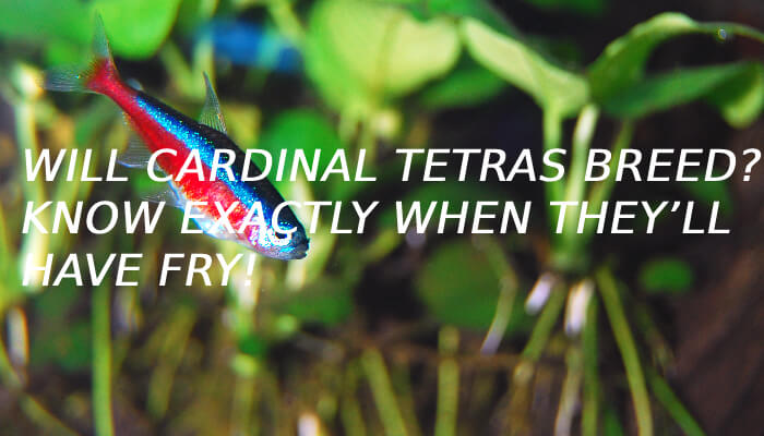 Will Cardinal Tetras Breed? - Know Exactly When They’ll Have Fry!