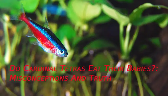 Do Cardinal Tetras Eat Their Babies?: Misconceptions And Truth