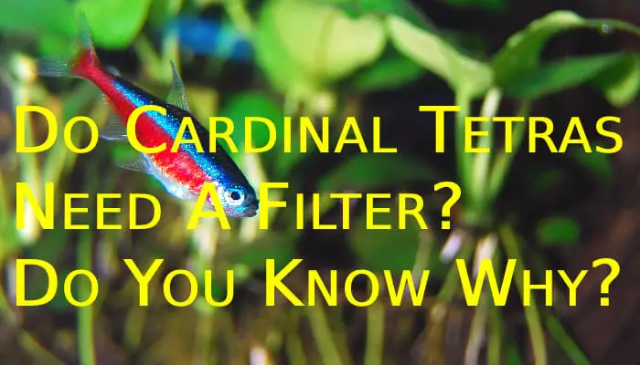 Do Cardinal Tetras Need A Filter? Do You Know Why??