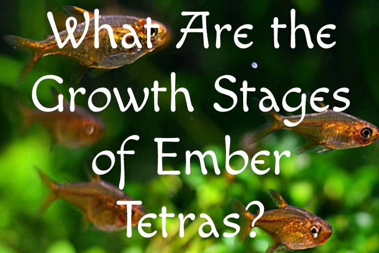 What Are the Growth Stages of Ember Tetras
