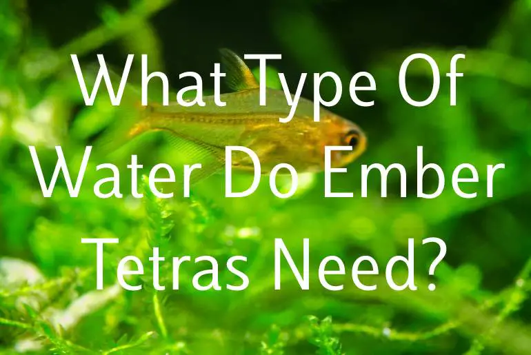 What Type Of Water Do Ember Tetras Need?