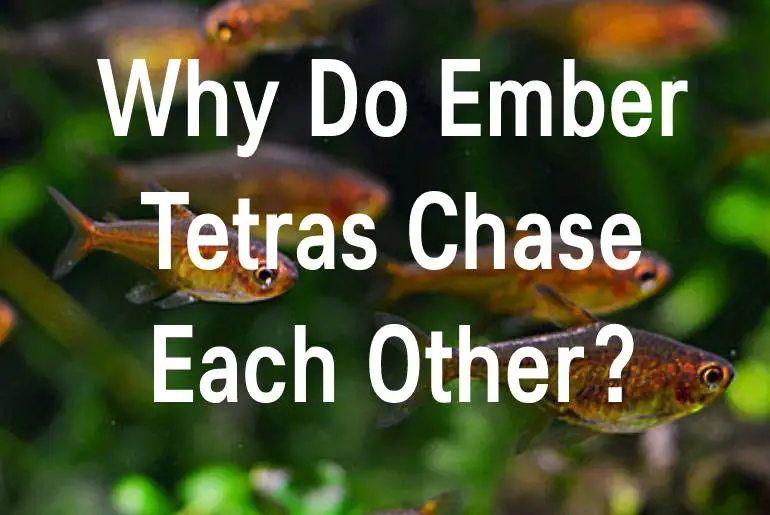 Why Do Ember Tetras Chase Each Other?