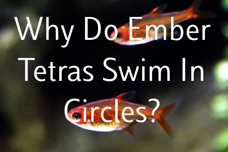 Why Do Ember Tetras Swim In Circles