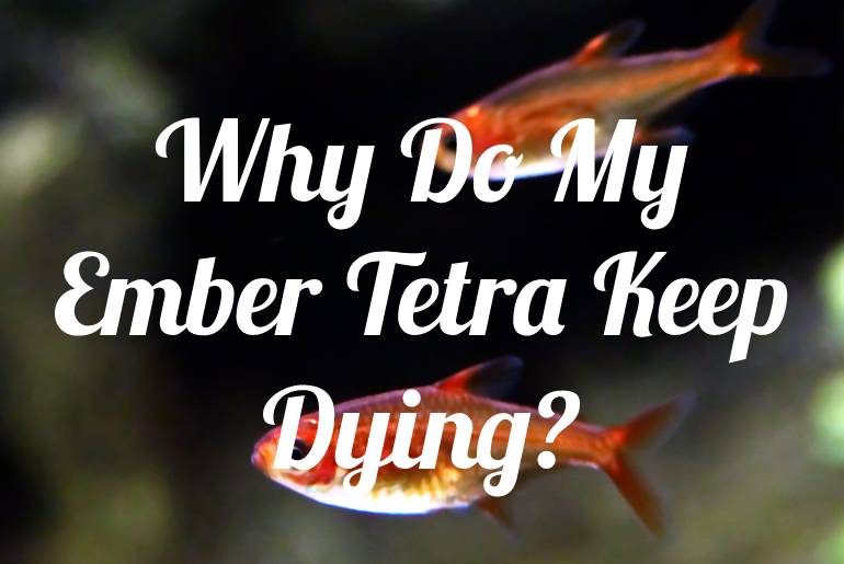 Why Do My Ember Tetra Keep Dying?