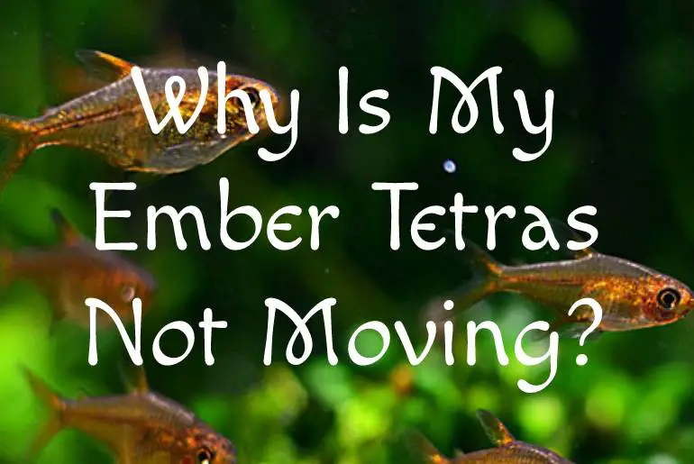 Why Is My Ember Tetras Not Moving?