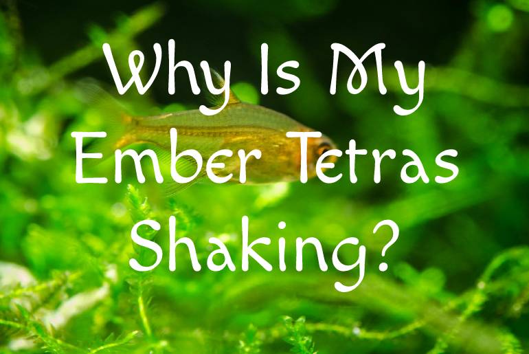 Why Is My Ember Tetras Shaking?