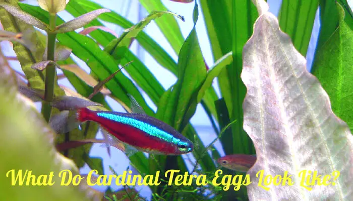 What Do Cardinal Tetra Eggs Look Like? How To Identify Them?? - Tetra Fish Care