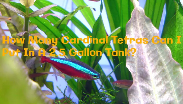 How Many Cardinal Tetras Can I Put In A 2.5 Gallon Tank?