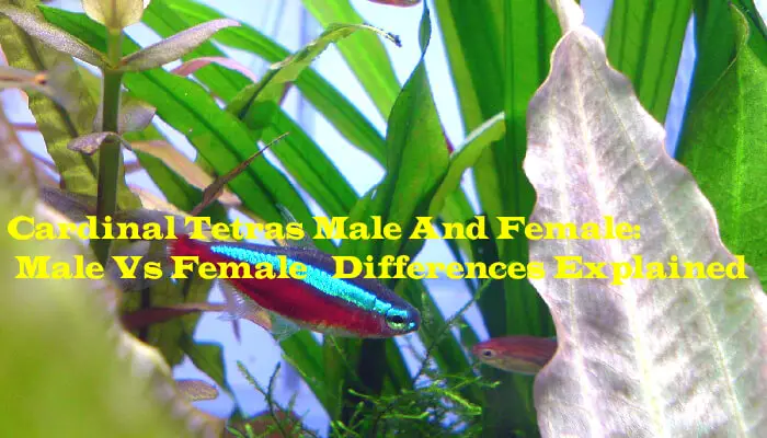 Cardinal Tetras Male And Female: Male Vs Female| Differences Explained