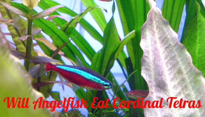 Will Angelfish Eat Cardinal Tetras