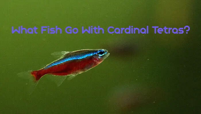 What Fish Go With Cardinal Tetras?