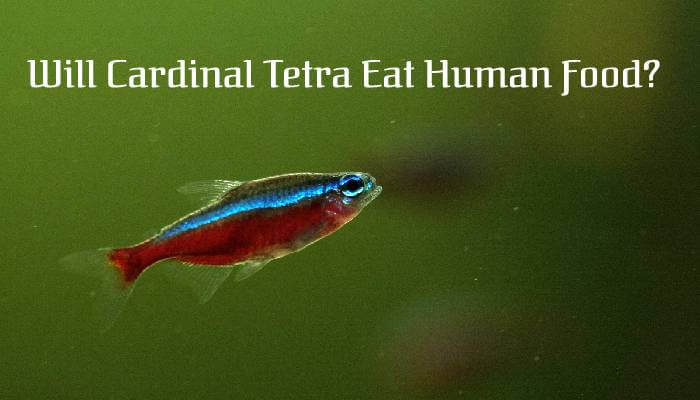 Will Cardinal Tetra Eat Human Food?