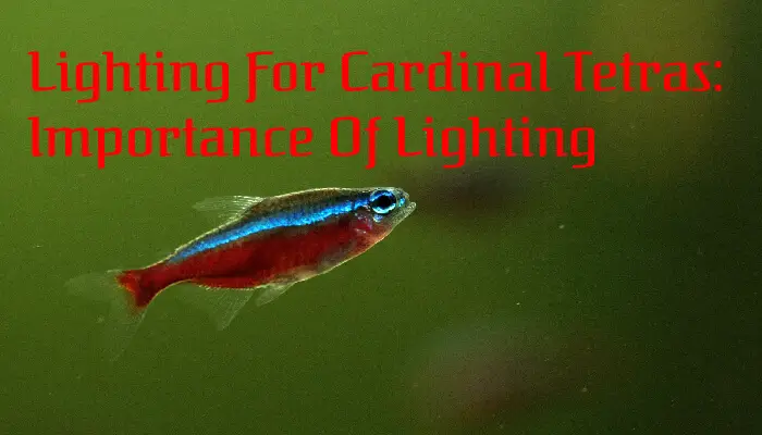 Lighting For Cardinal Tetras: Importance Of Lighting