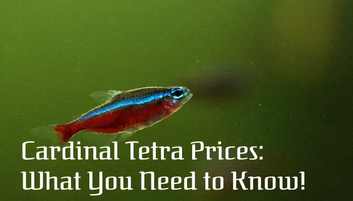 Cardinal Tetra Prices: What You Need to Know!