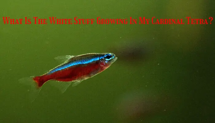 What Is The White Stuff Growing In My Cardinal Tetra?