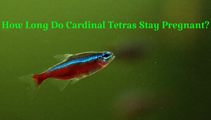 How Long Do Cardinal Tetras Stay Pregnant?