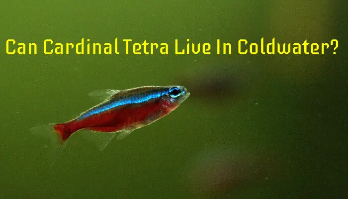 Can Cardinal Tetra Live In Coldwater?