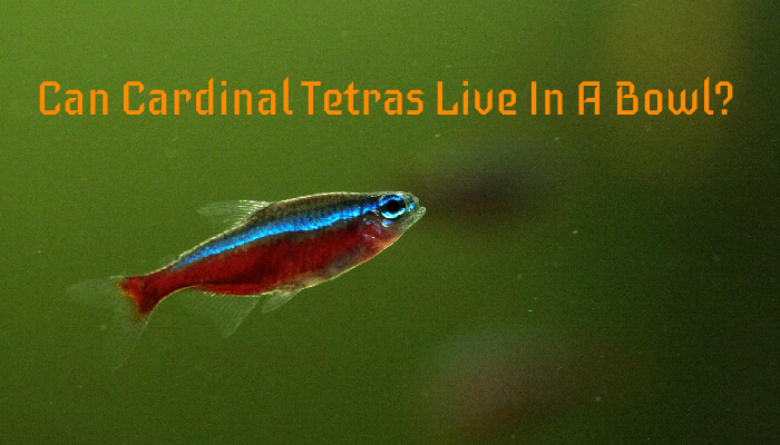 Can Cardinal Tetras Live In A Bowl?