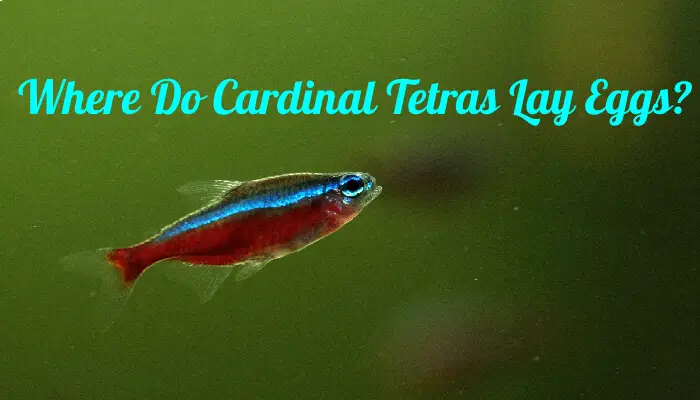 Where Do Cardinal Tetras Lay Eggs