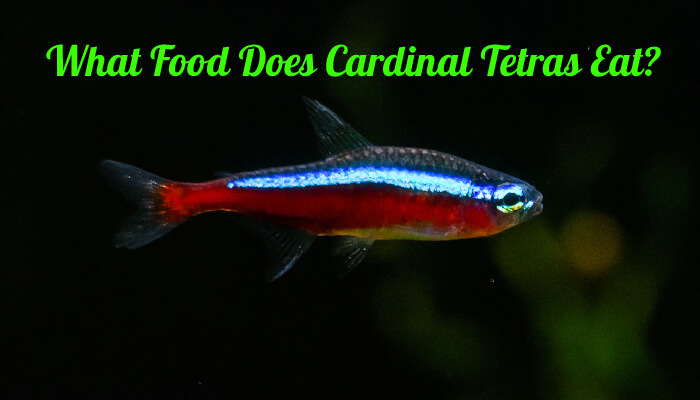What Food Does Cardinal Tetras Eat?