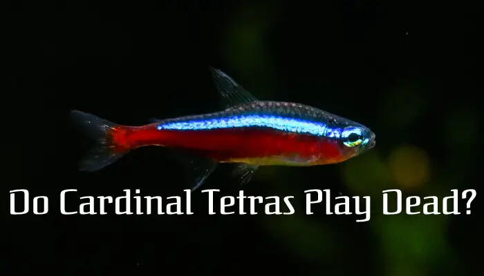 Do Cardinal Tetras Play Dead?