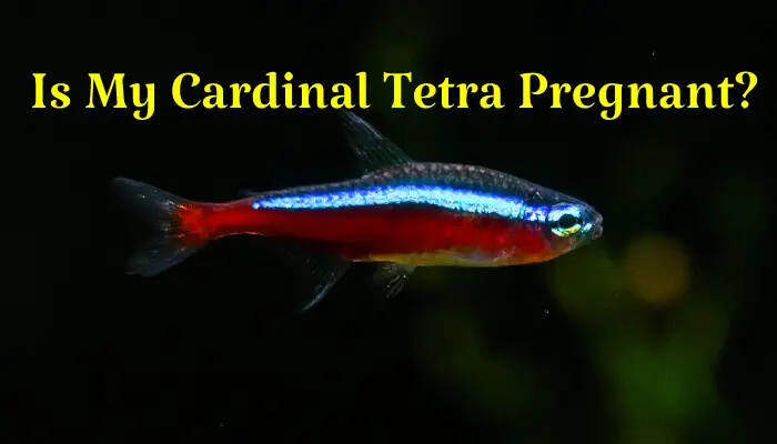 is-my-cardinal-tetra-pregnant-how-do-i-know-it-facts-about-their