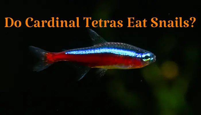 Do Cardinal Tetras Eat Snails?