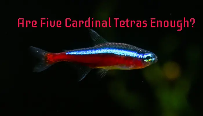 are-five-cardinal-tetras-enough-how-many-cardinal-makes-a-school