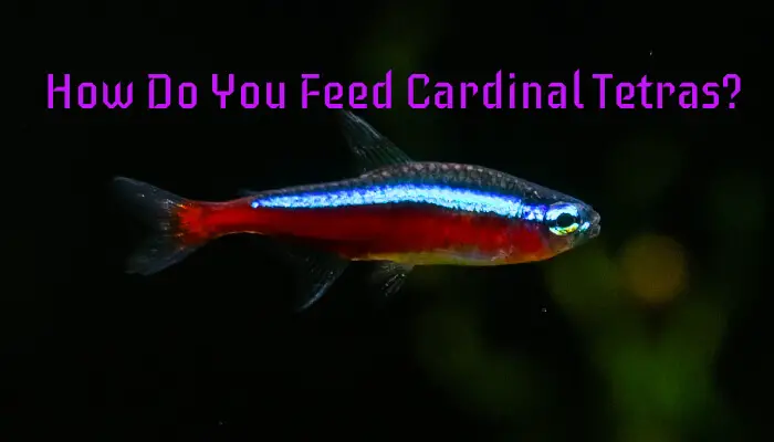 How Do You Feed Cardinal Tetras?