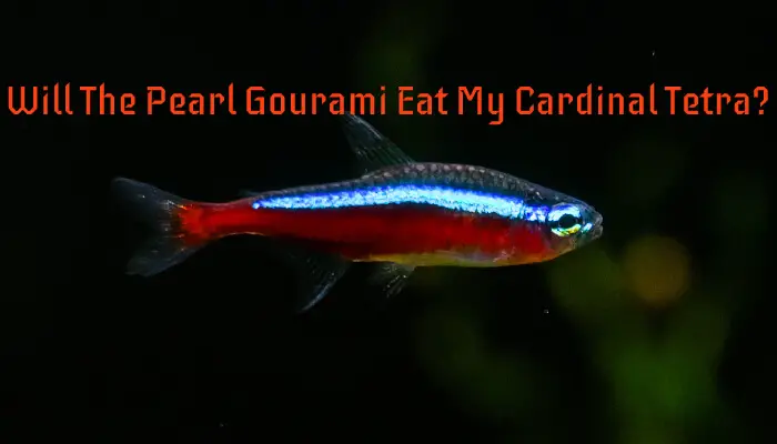 Will The Pearl Gourami Eat My Cardinal Tetra?
