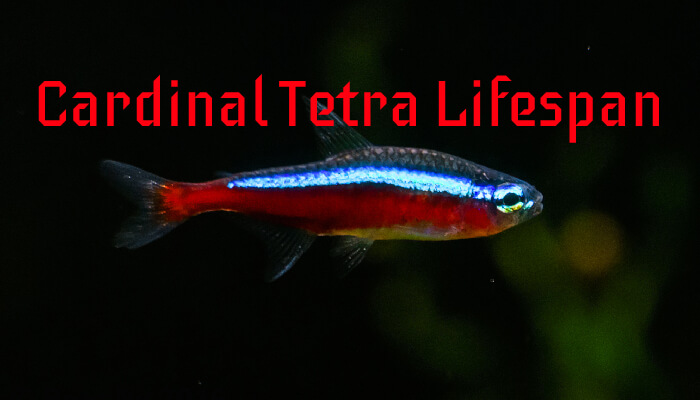Cardinal Tetra Lifespan