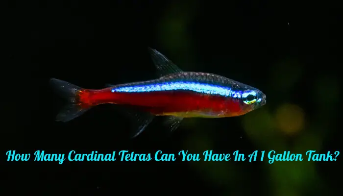 How Many Cardinal Tetras Can You Have In A 1 Gallon Tank?