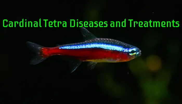 Cardinal Tetra Diseases and Treatments