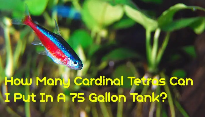 How Many Cardinal Tetras Can I Put In A 75 Gallon Tank?