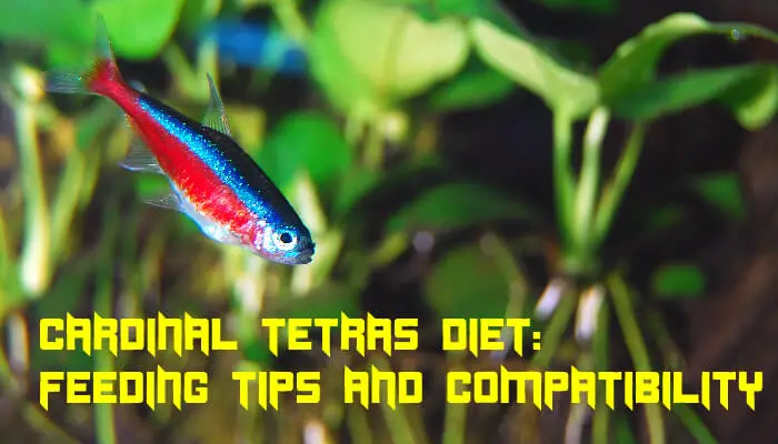 Cardinal Tetras Diet: Feeding Tips and Compatibility