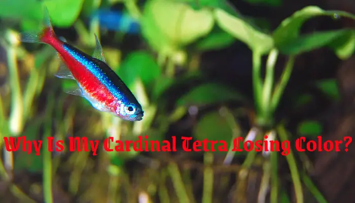 Why Is My Cardinal Tetra Losing Color?