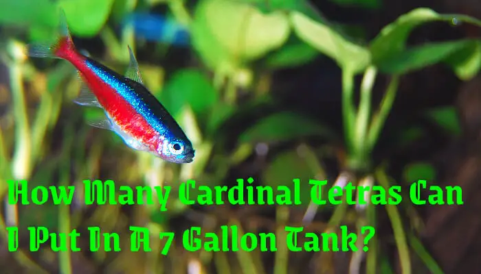 How Many Cardinal Tetras Can I Put In A 7 Gallon Tank?